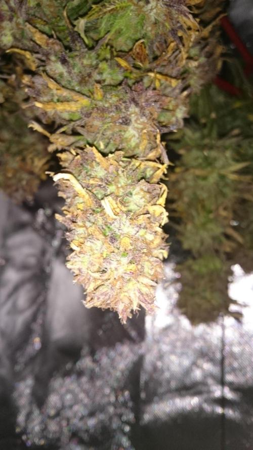 Lady Fatemah. Week 9