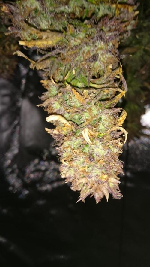 Lady Fatemah. Week 9