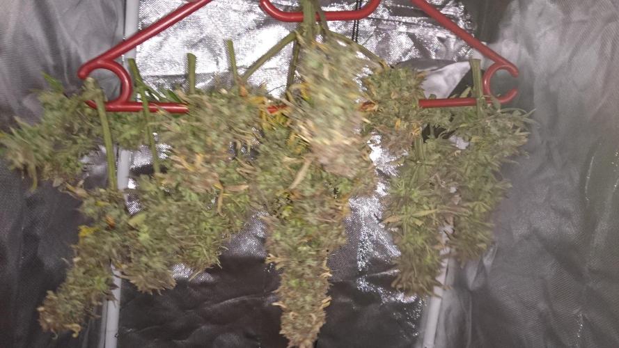 Lady Fatemah. Week 9