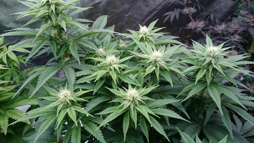 Lady Livia Vi. Week 8 - 87