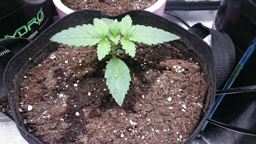 Lady Muireann. Week 1 - 16