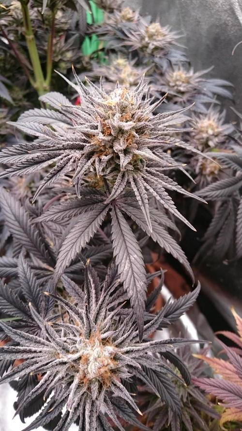 Lady Puja. Week 9 - 94