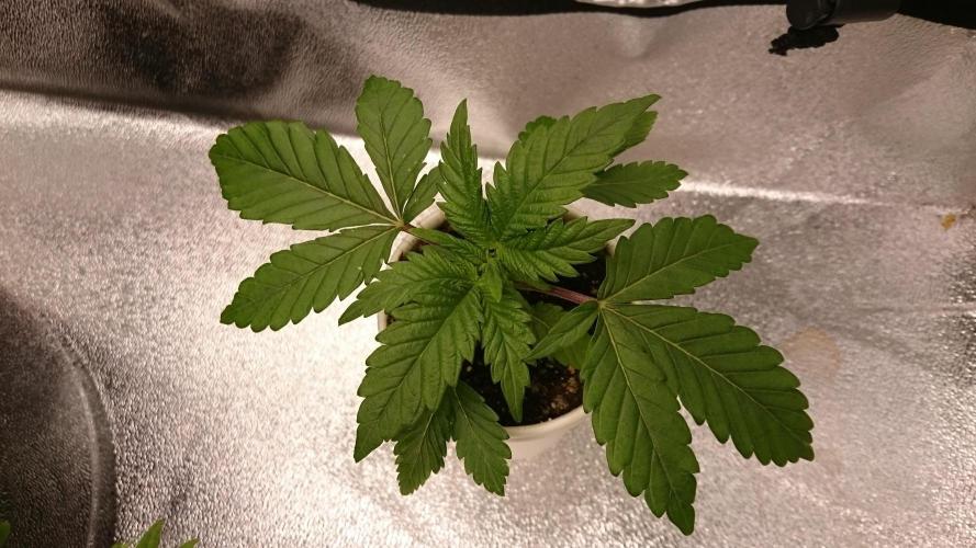 Bagseed BloodDragon lastone. Week 3 - 32