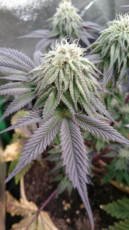 BagseedBloodDragon. Week 7 - 70