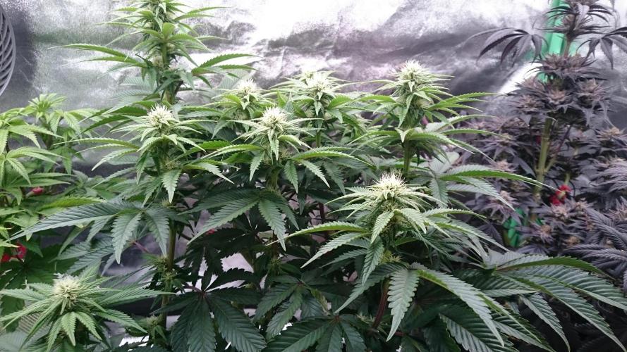 Lady Livia Vi. Week 8 - 88