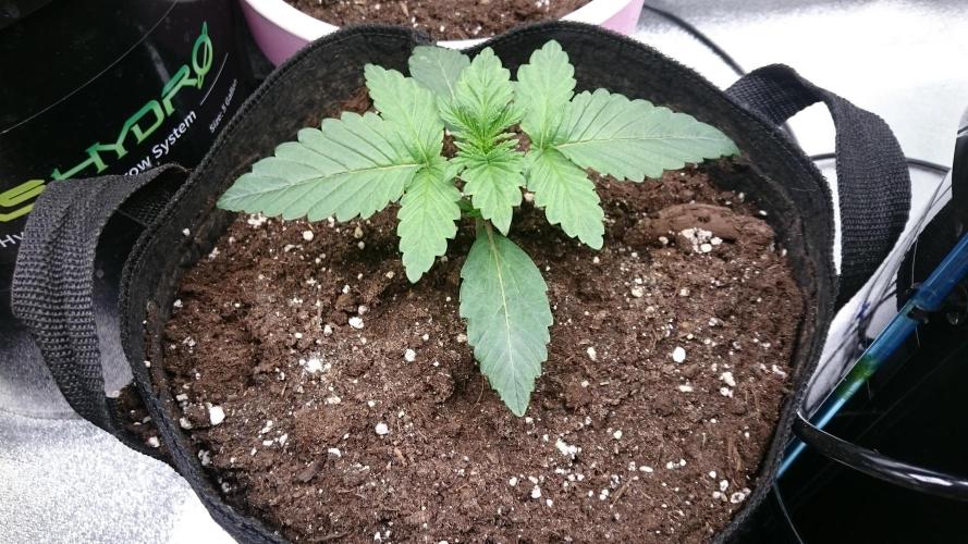 Lady Muireann. Week 1 - 17