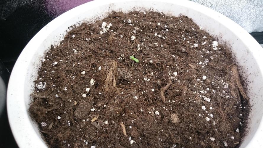 Lady Parysatis. Week 0 - 4