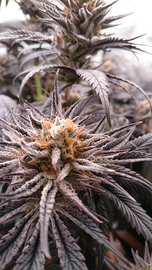 Lady Puja. Week 9 - 95