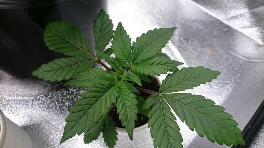 Bagseed BloodDragon lastone. Week 3 - 33