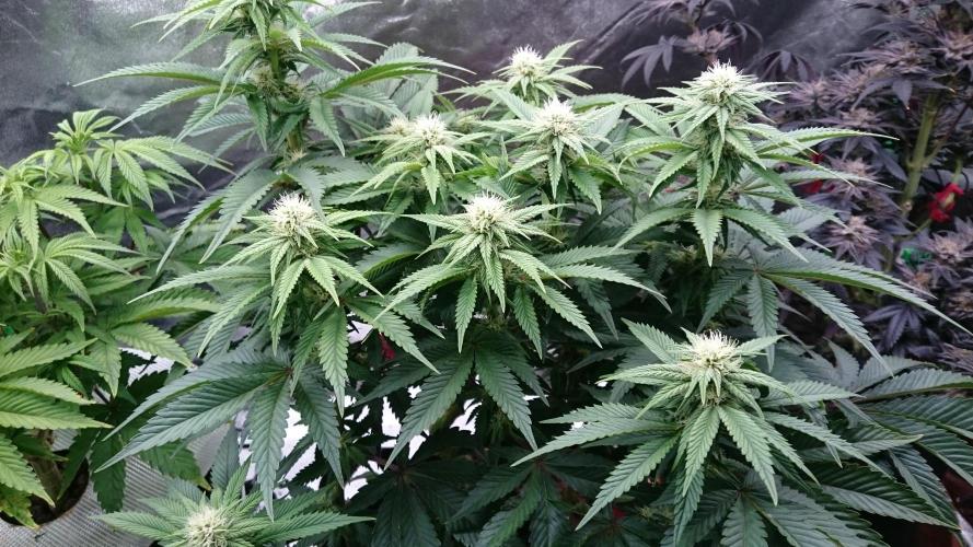 Lady Livia Vi. Week 8 - 89