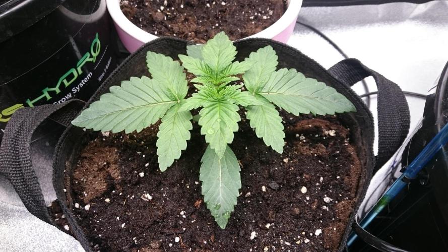 Lady Muireann. Week 1 - 18