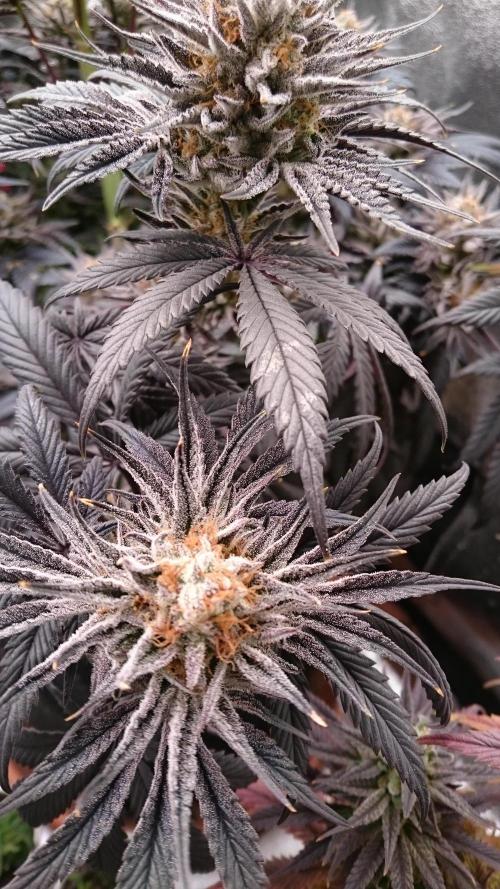 Lady Puja. Week 9 - 96