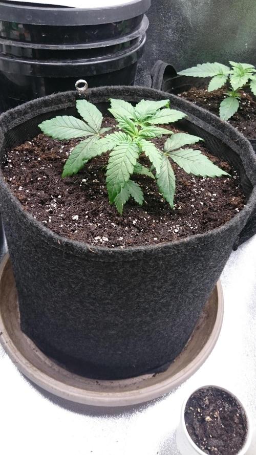 Bagseed BloodDragon lastone. Week 3 - 34