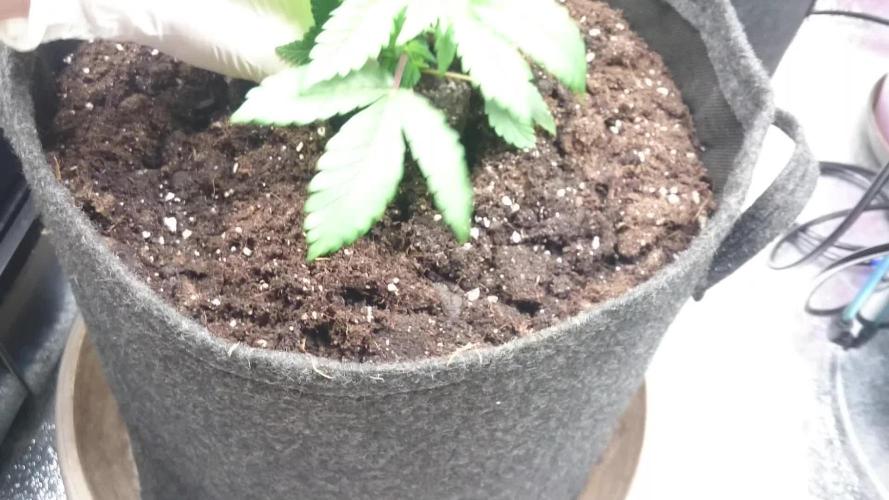 Bagseed BloodDragon lastone