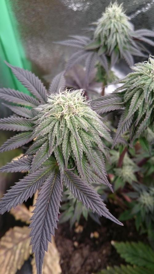 BagseedBloodDragon. Week 7 - 71