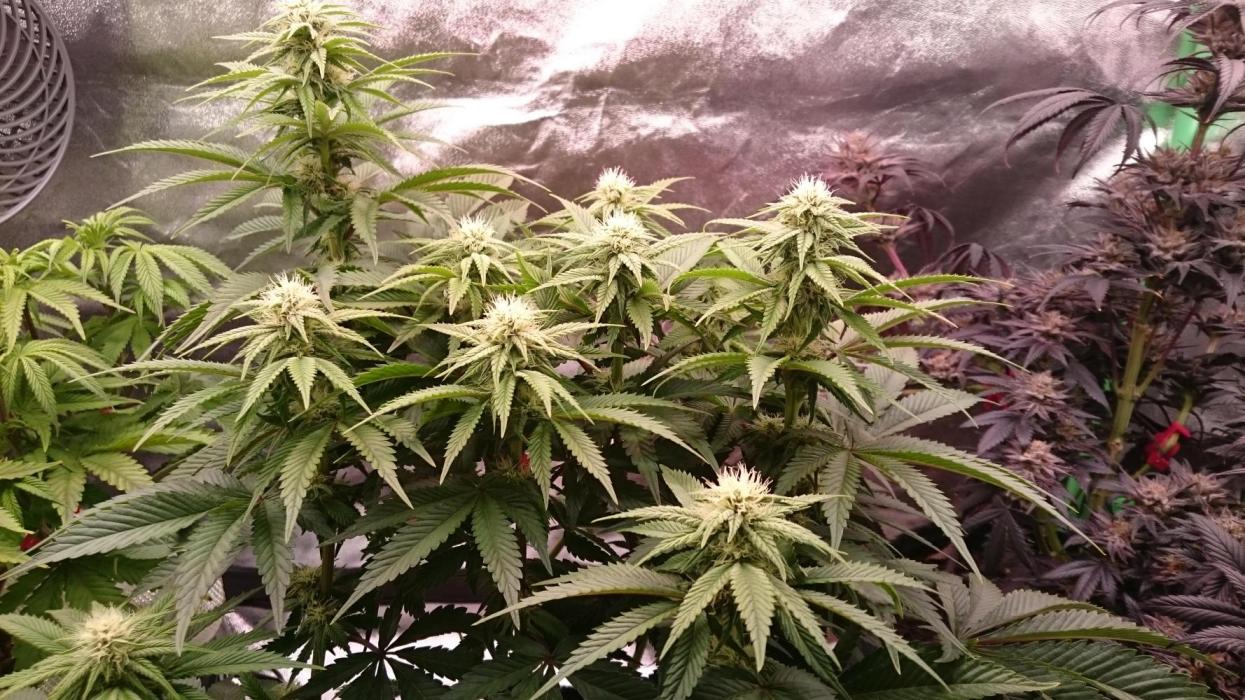 Lady Livia Vi. Week 9 - 90