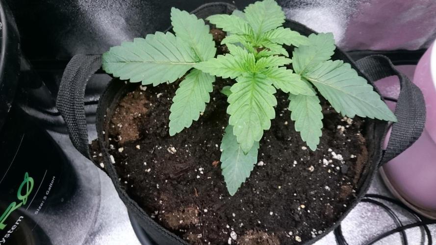 Lady Muireann. Week 1 - 19