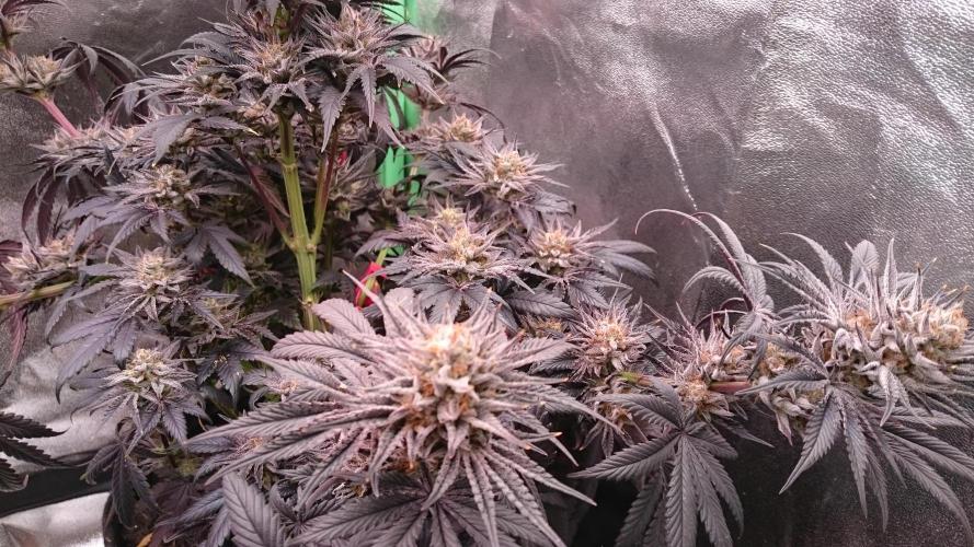 Lady Puja. Week 9 - 97