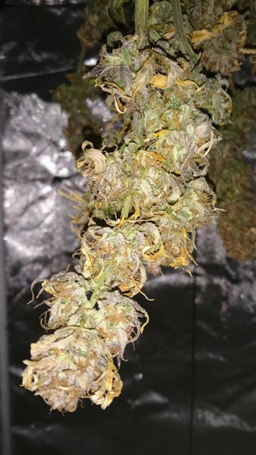 Lady Fatemah. Week 9 - few days in drying