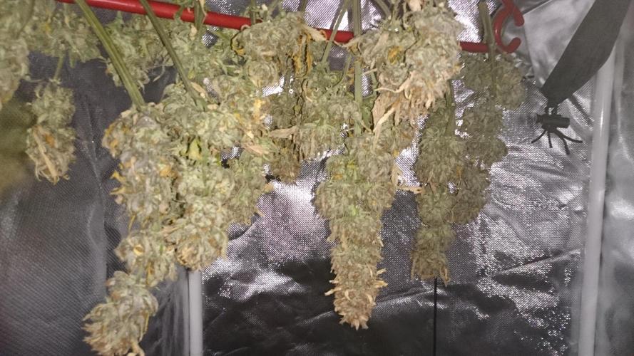 Lady Fatemah. Week 9 - few dfays in dry