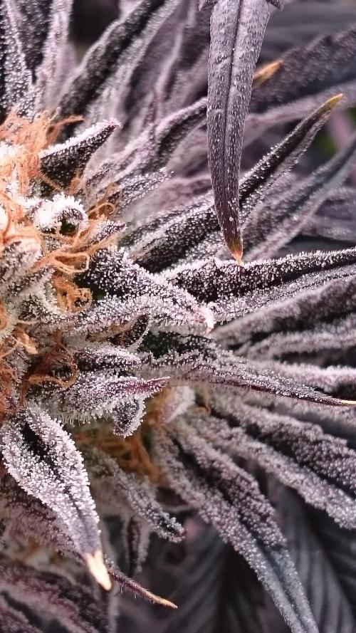 Lady Puja. Week 9 - 98