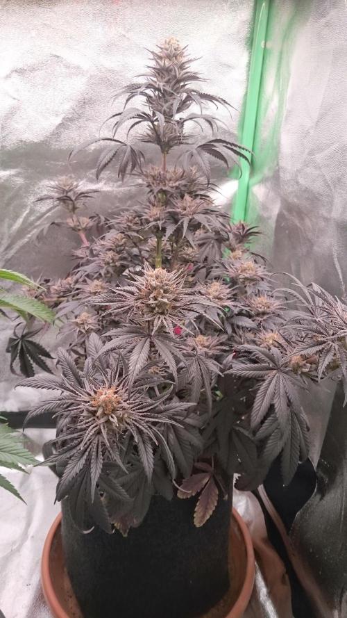 Lady Puja. Week 9 - 99