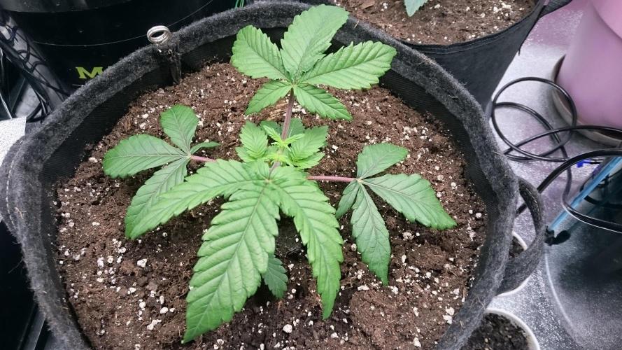 Bagseed BloodDragon lastone. Week 3 - 37