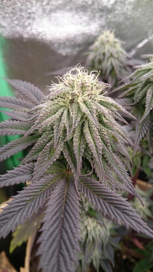 BagseedBloodDragon. Week 7 - 74