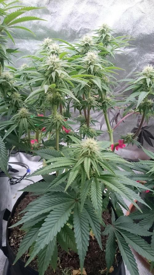 Lady Livia Vi. Week 9 - 92