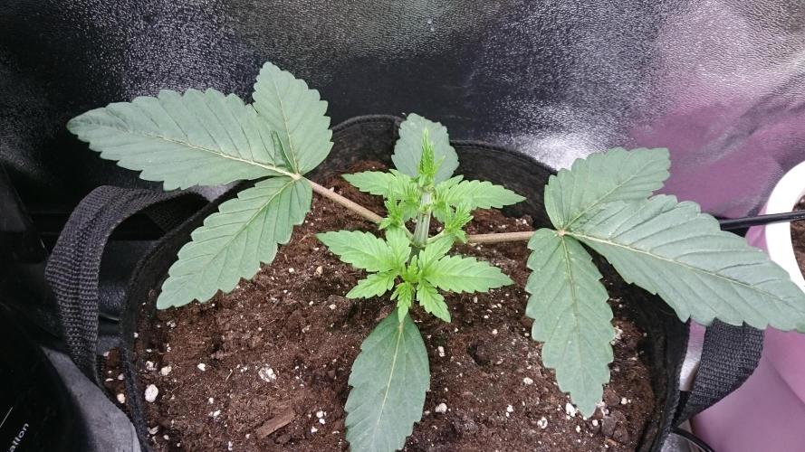 Lady Muireann. Week 2 - 21