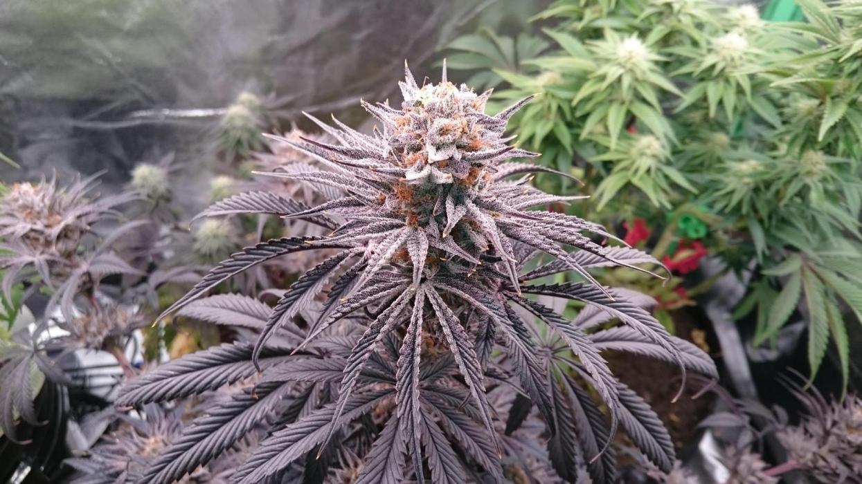 Lady Puja. Week 10 - 100