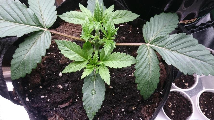 Bagseed BloodDragon lastone. Week 3 - 38