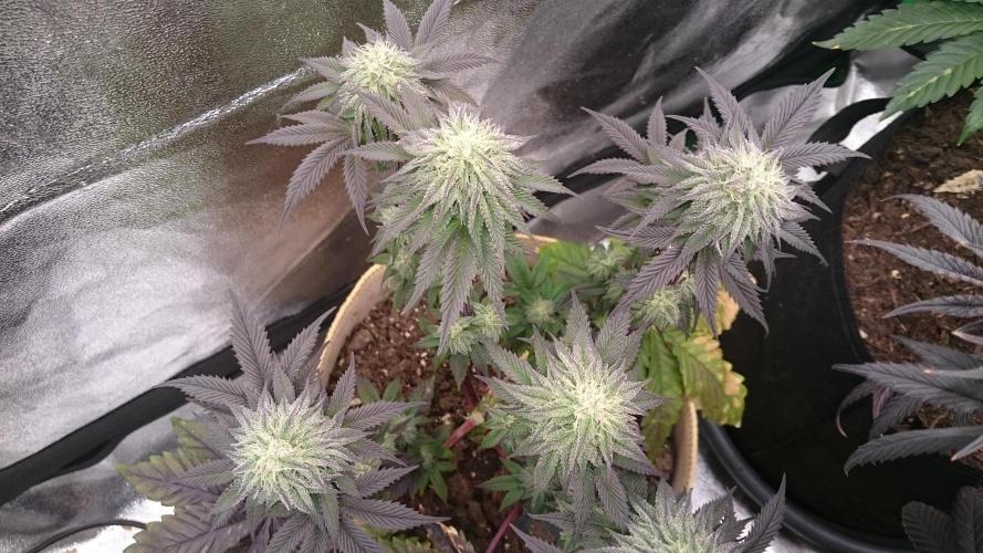 BagseedBloodDragon. Week 7 - 75