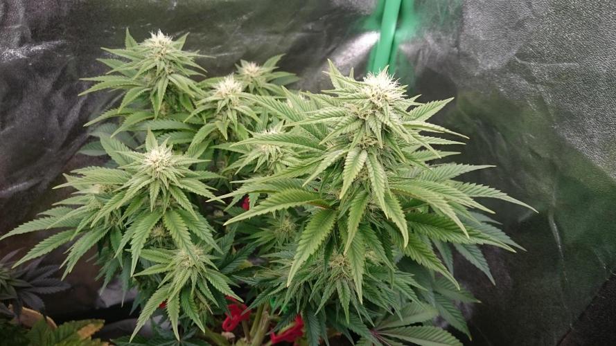 Lady Livia Vi. Week 9 - 93