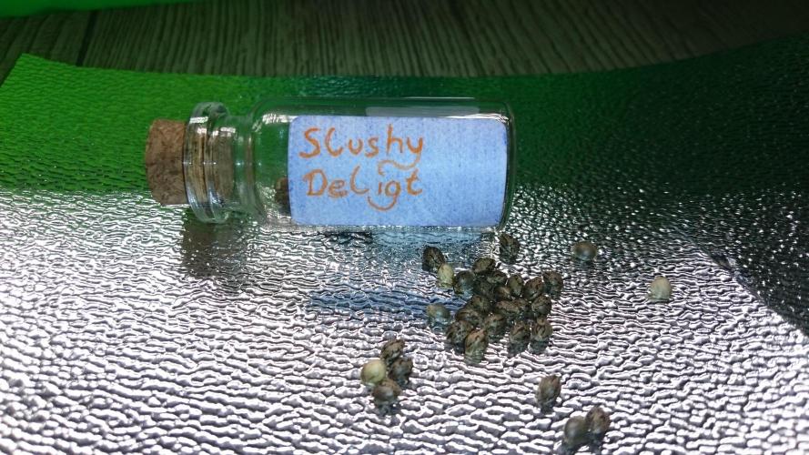 TryOutAndSee. Week 0