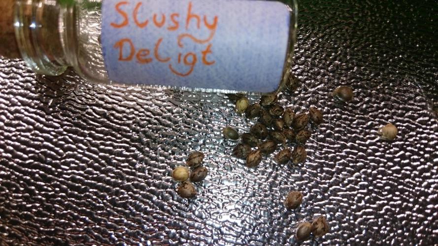 TryOutAndSee. Week 0