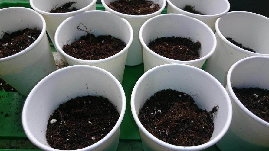 TryOutAndSee. Week 0