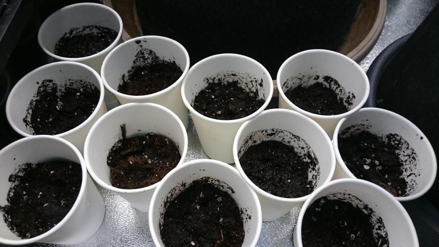 TryOutAndSee. Week 0