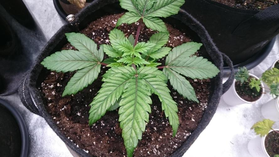 Bagseed BloodDragon lastone. Week 4 - 39