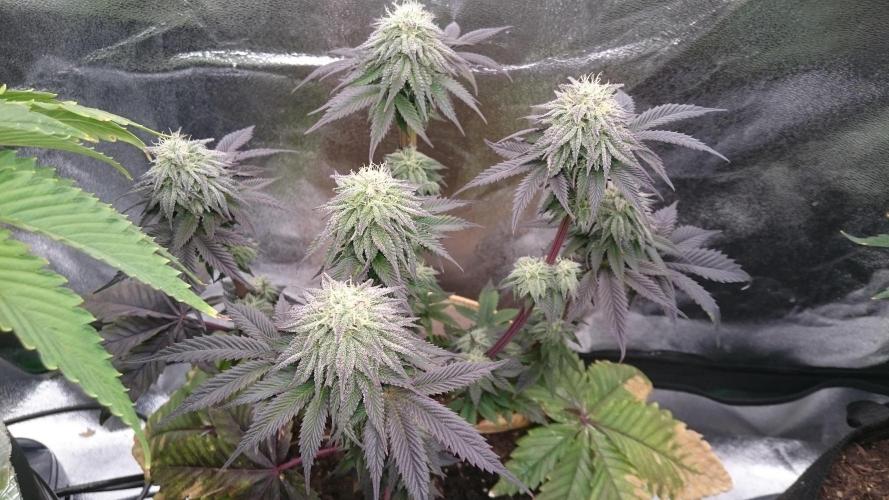 BagseedBloodDragon. Week 7 - 76