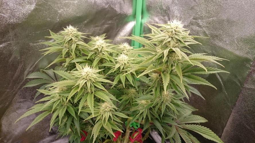 Lady Livia Vi. Week 9 - 94