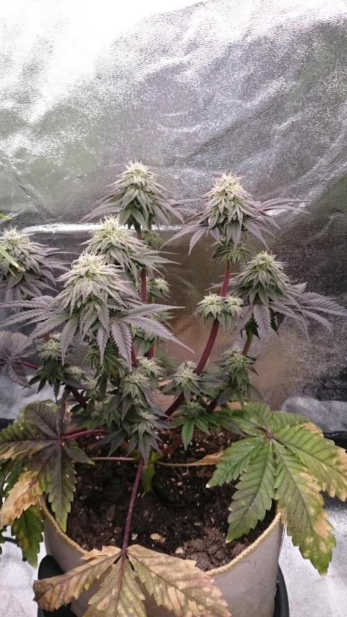 BagseedBloodDragon. Week 7 - 77