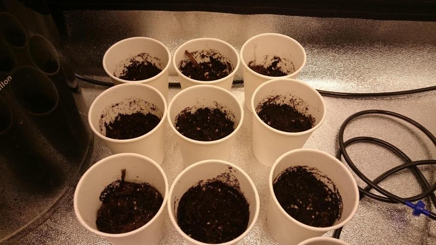 TryOutAndSee. Week 0 - 2