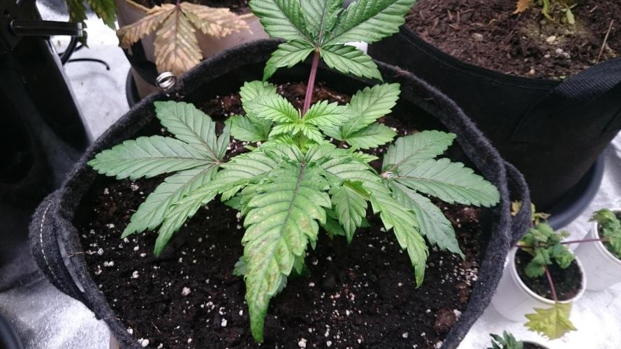 Bagseed BloodDragon lastone. Week 4 - 40