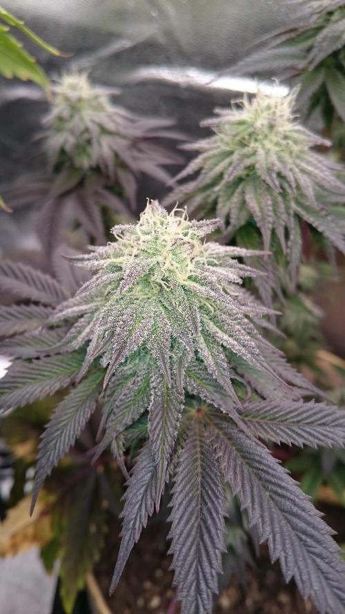 BagseedBloodDragon. Week 7 - 78