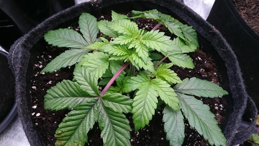 Bagseed BloodDragon lastone. Week 4 - 41