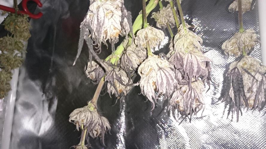 Lady Puja. Week 11 - few days into dry