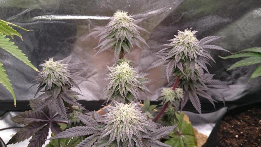 BagseedBloodDragon. Week 7 - 79