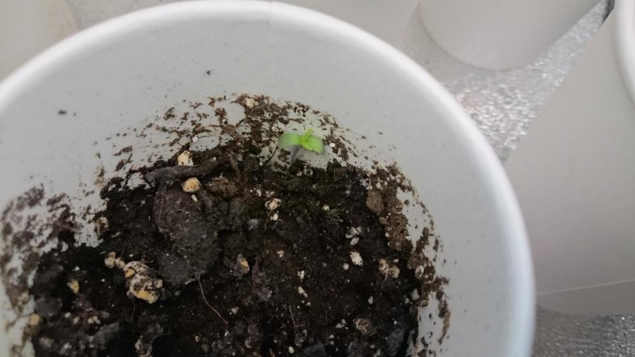 TryOutAndSee. Week 0 - 4