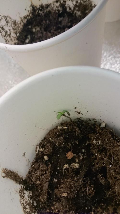 TryOutAndSee. Week 0 - 4